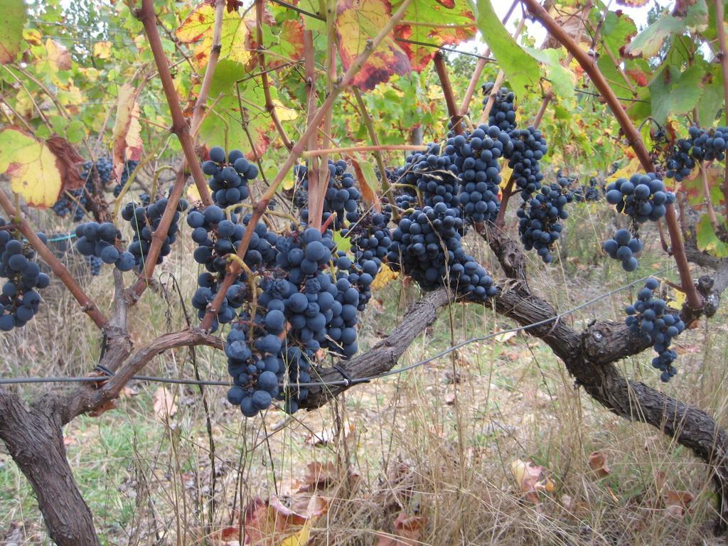 Quinta Do Mineiro-Serra Da Estrela Matanca Phòng bức ảnh